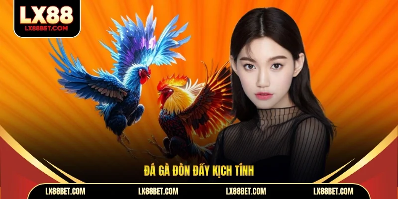 Đá gà đòn đầy kịch tính